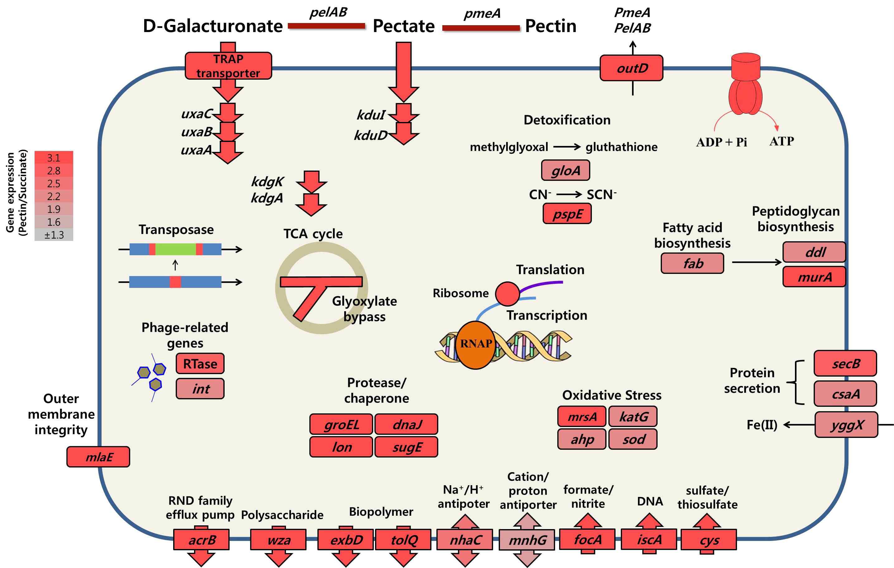 A. jeotgali의 RNA-seq 분석 결과 종합 모식도