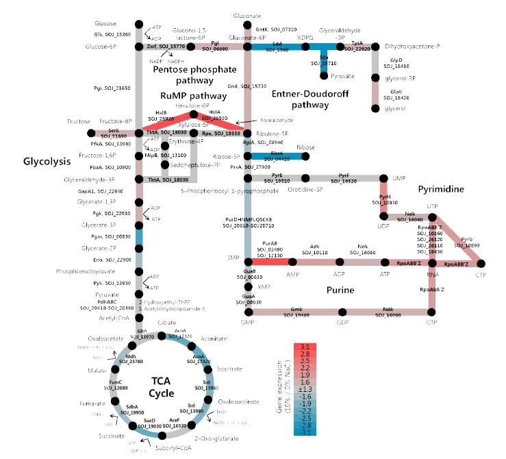 고염 조건에서의 OJ82의 Glycolysis, TCA cycle, RuMP, pentose phosphate, Entner-Doudoroff pathway, nucleotide synthesis 유전자의 발현