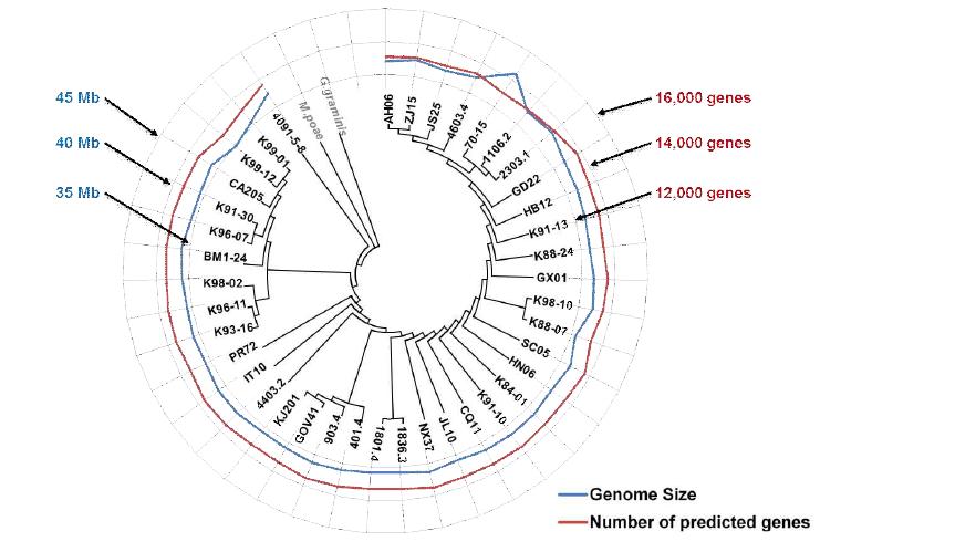 Summary of the assembly size and the number of predicted genes