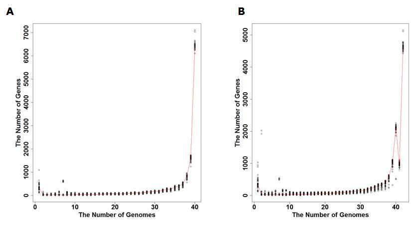 Distribution of the number of genes only shared by N genomes, where N is the number of genomes selected to test. (A) calculated with the genome sequences of M. oryzae 40 isolates and (B) calculated with the 40 M. oryzae and 2 M. grisea genome sequences.