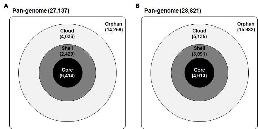 Core and pan-genome model for Magnaporthe spp. (A) calculated with the genome sequences of M. oryzae 40 isolates and (B) calculated with the 40 M. oryzae and 2 M. grisea genome sequences.