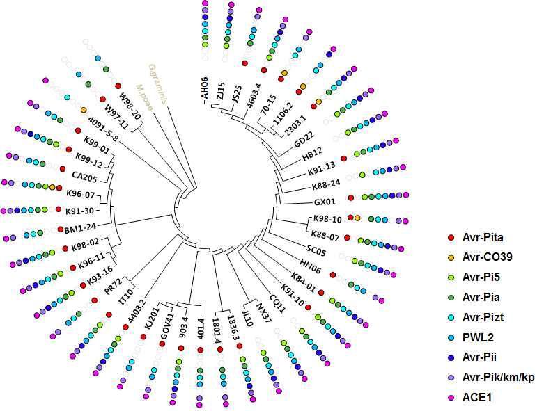 Distribution of presence and absence of avirulence genes in Magnaporthe spp. genomes.