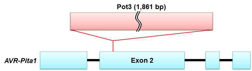 Schematic diagram for Pot3 insertion found in eight genome sequences of Chinese M. oryzae isolates.