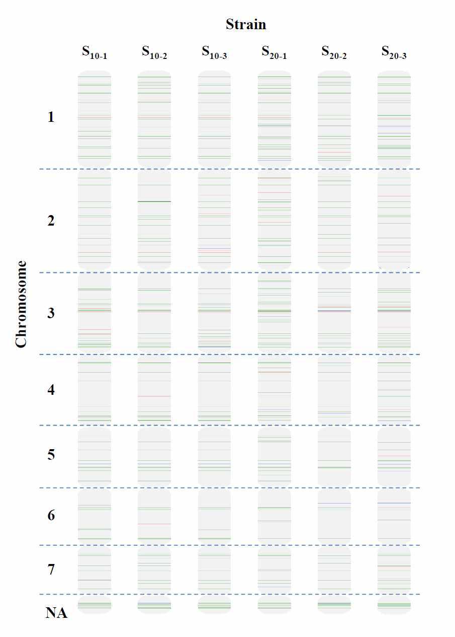Distribution of mutations across chromosomes among the derived strains. Each vertical bar represents chromosomes within the derived strain. Horizontal lines within the bar represent the mutations found in the particular position of chromosomes. Green , blue, and red indicate SNP, insertion, and deletion, respectively.
