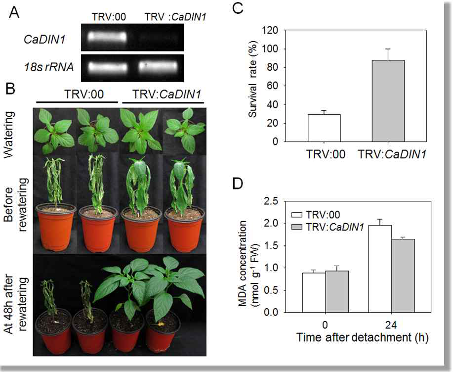 Increased tolerance of CaDIN1 in pepper plants to drought stress