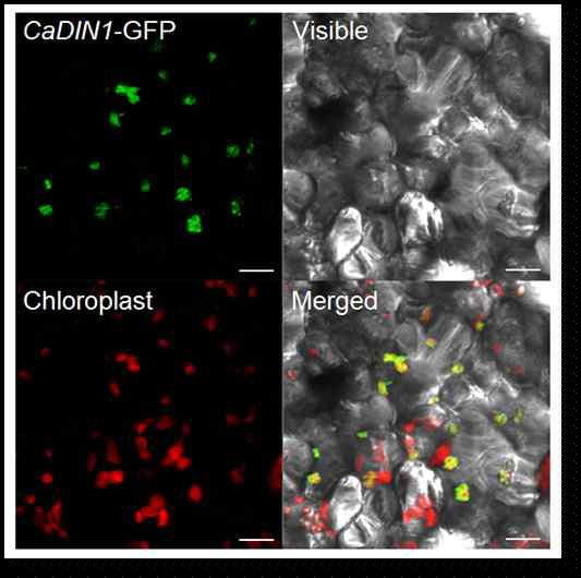 Expression and localization of CaDIN1.