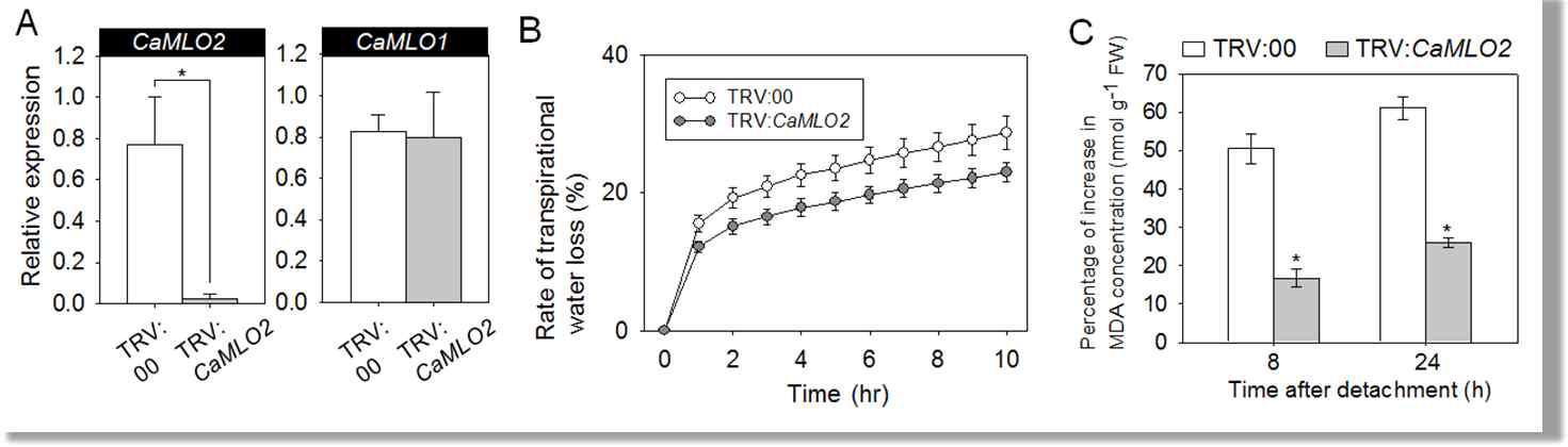 Reduced tolerance of leaves of CaMLO2 silenced pepper plants to drought stress