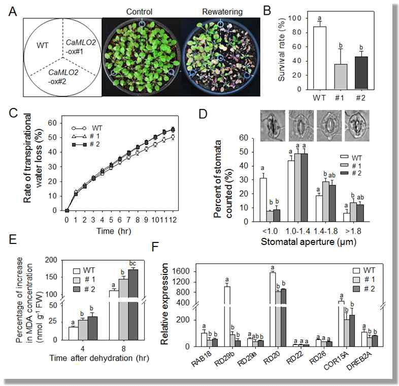 Decreased tolerance of CaMLO2-OX plants to drought stress