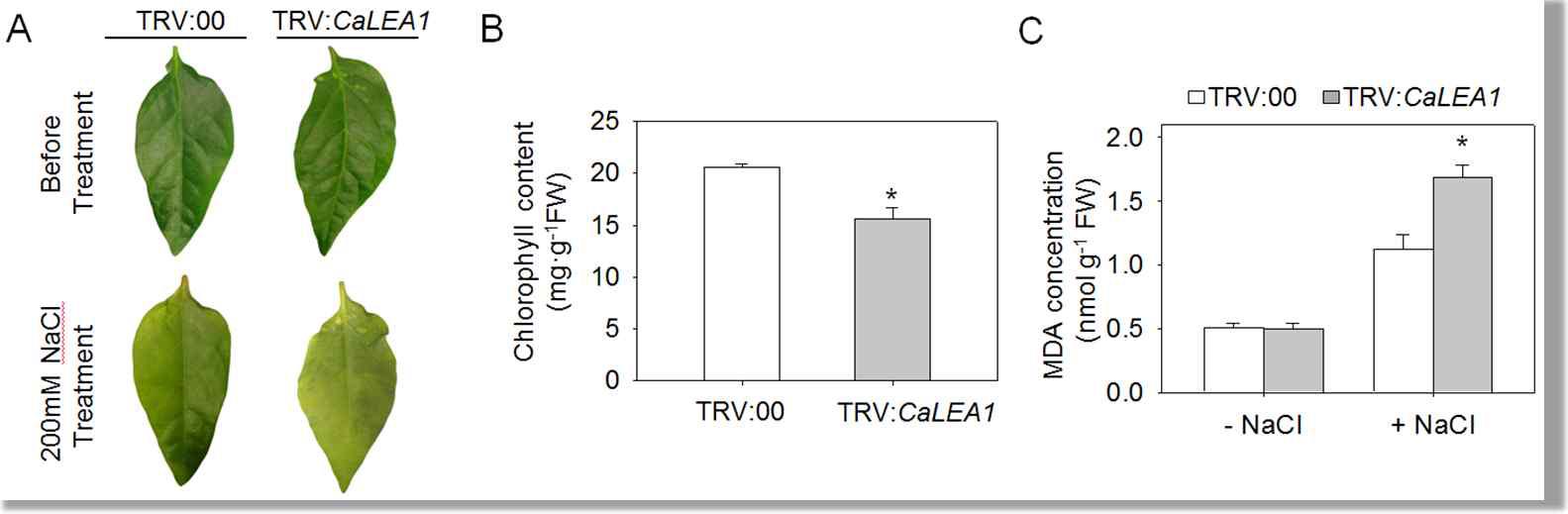 Decreased tolerance of CaLEA1-silenced pepper plants to salinity stress