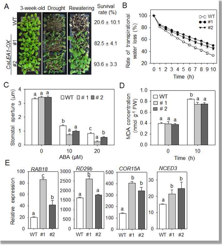 Increased tolerance of CaLEA1-OX transgenic Arabidopsis lines to drought stress