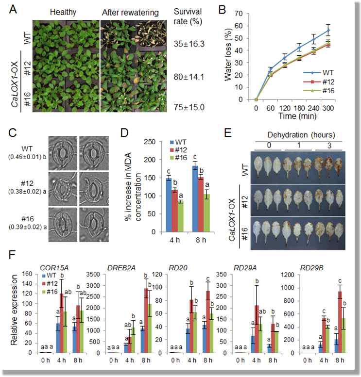 Enhanced tolerance of CaLOX1-OX plants to drought stress.