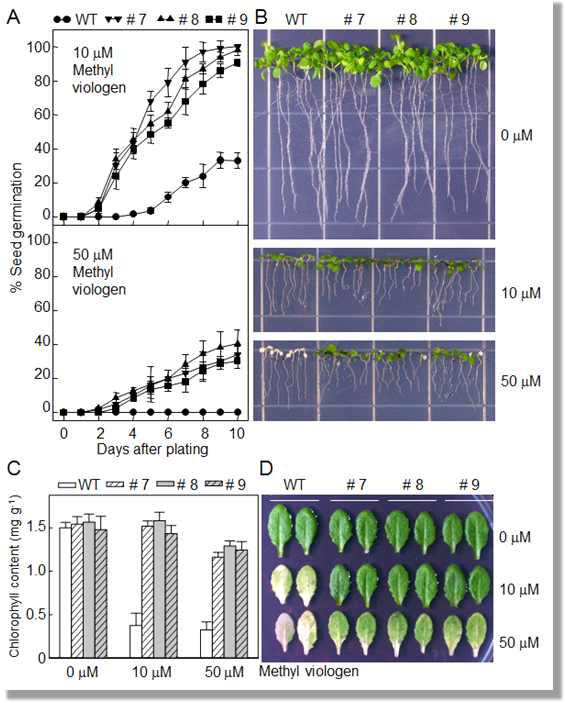 Enhanced resistance of CaAMP1-OX plants to methyl viologen (MV).