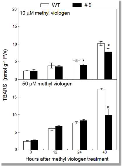 Measurement of lipid peroxidation.