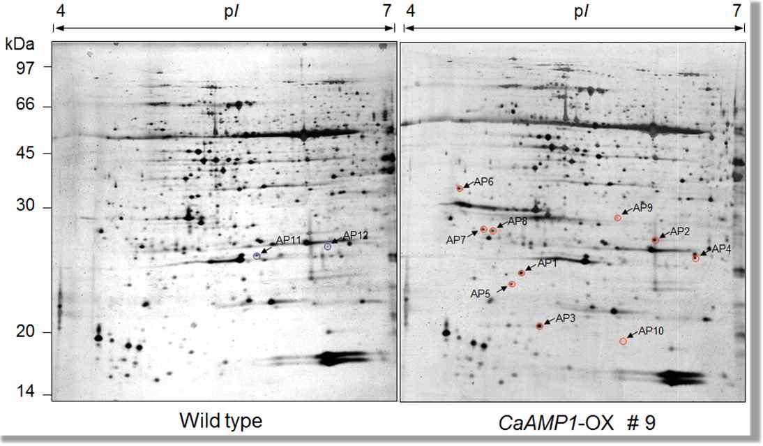 Two-dimensional electrophoresis gels of proteins extracted from the rosette leaves of the wild-type (Col-0) and CaAMP1-OX transgenic Arabidopsis plants.