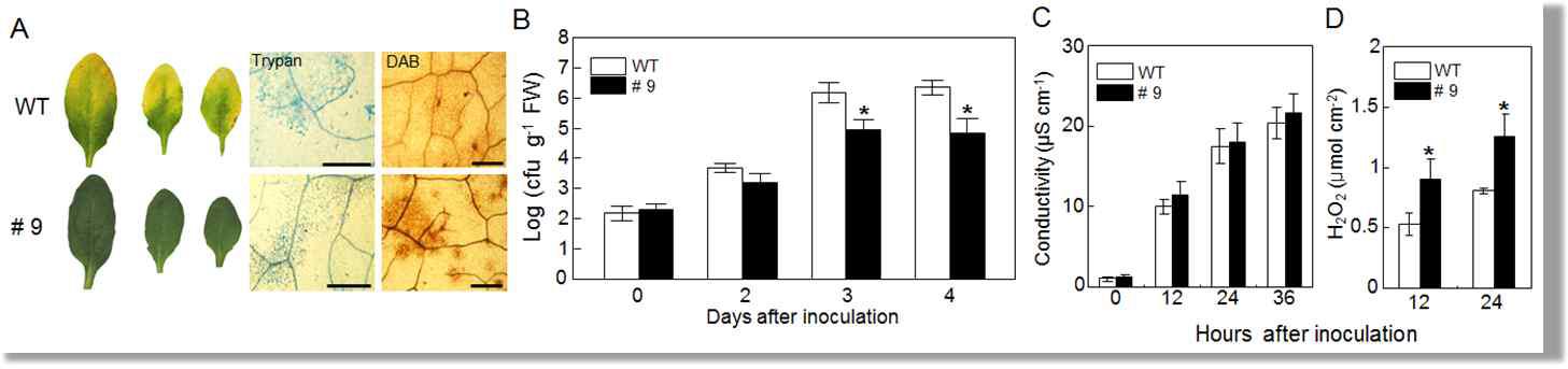 Enhanced resistance of a CaAMP1-OX plants to infection with Pseudomonas syringae pv. tomato (Pst) DC3000.