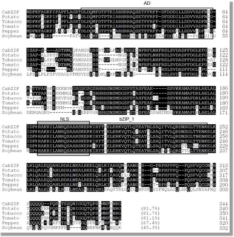 Alignment of amino acid sequences of pepper CabZIP2 cDNA.