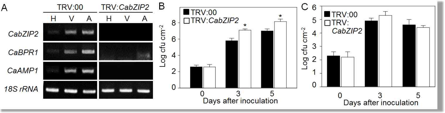 Enhanced susceptibility of CabZIP2 gene-silenced pepper plants to Xcv infection.