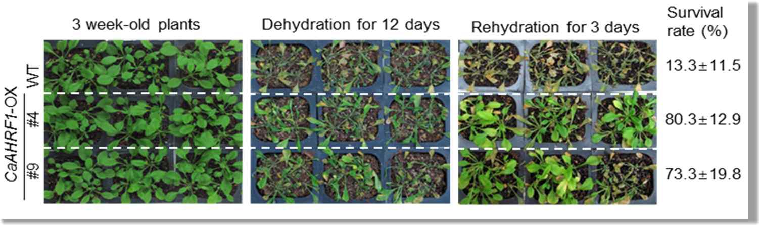 Enhanced tolerance of CaAHRF1-OX plants to drought stress.