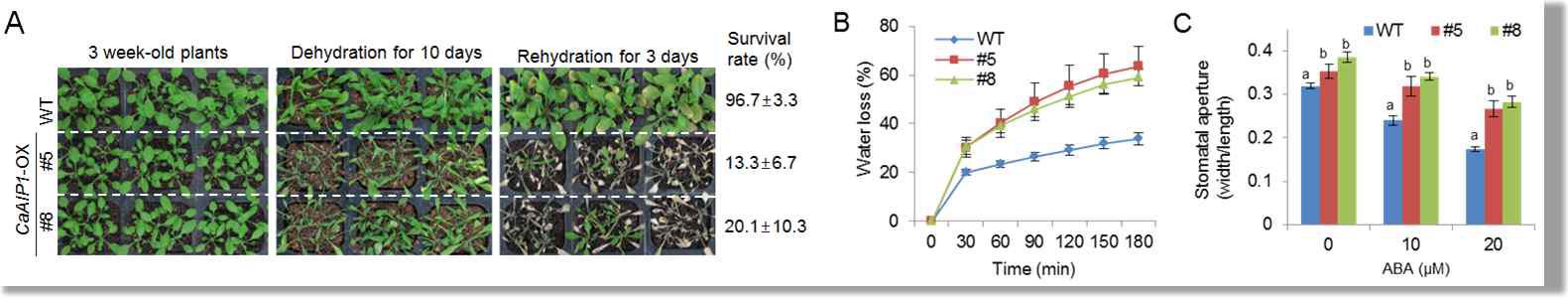 Recuced tolerance of CaAIP1-OX plants to drought stress.