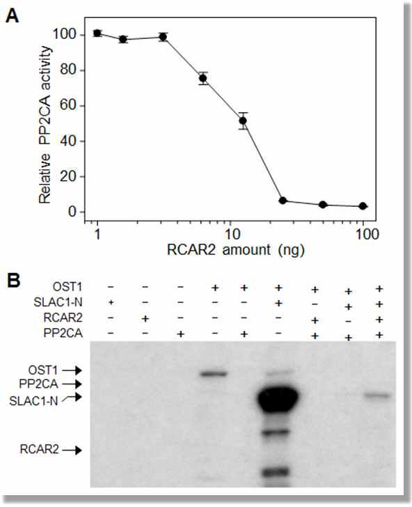 In vitro dephosphorylation and phosphorylation assay.