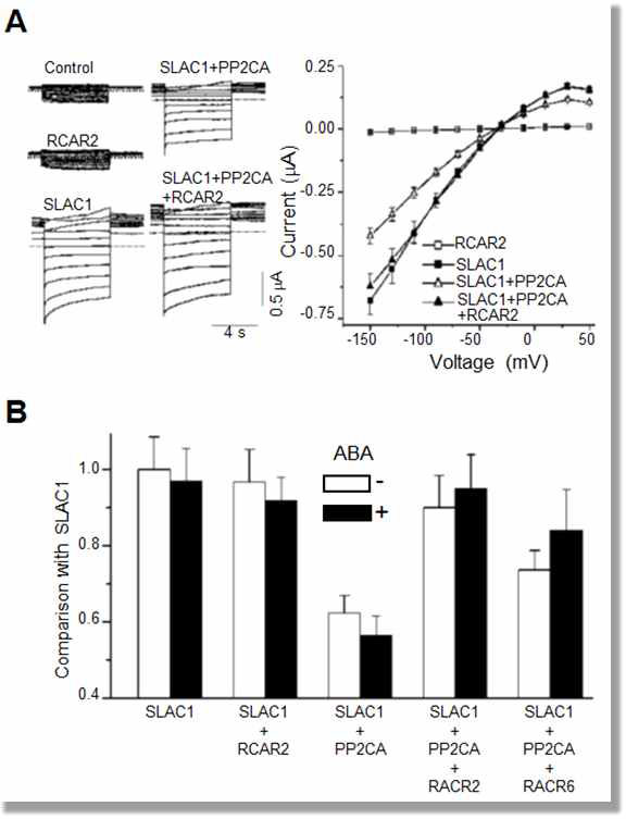 RCARs regulate PP2CA inhibition on SLCA1