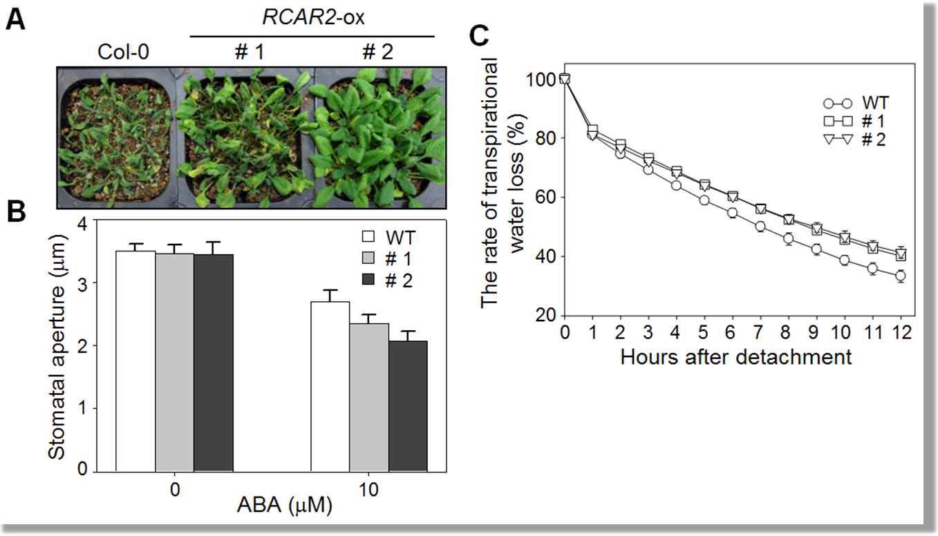 Enhanced tolerance of the RCAR2-OX transgenic lines to drought.