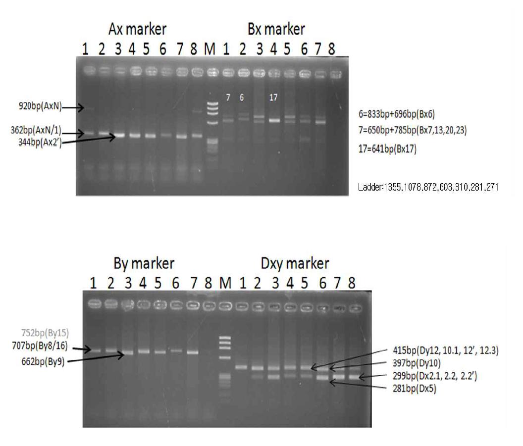 DNA마커 이용해 표준품종 Glu-1유전자 분석 결과