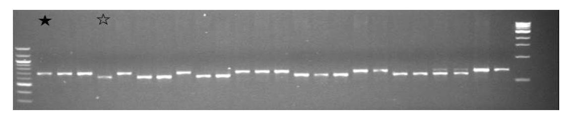 qLTG3-1 유전자 마커를 이용한 유전자원 genotyping.