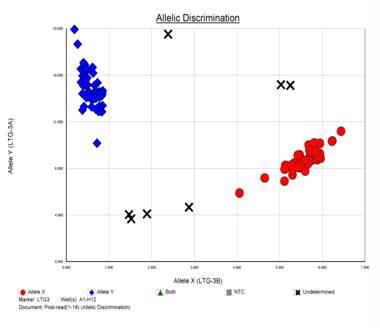 Allelic Discrimiantion을 통해 판별된 Italica Livorno allele(파랑)과 Nipponbare allele(빨강).