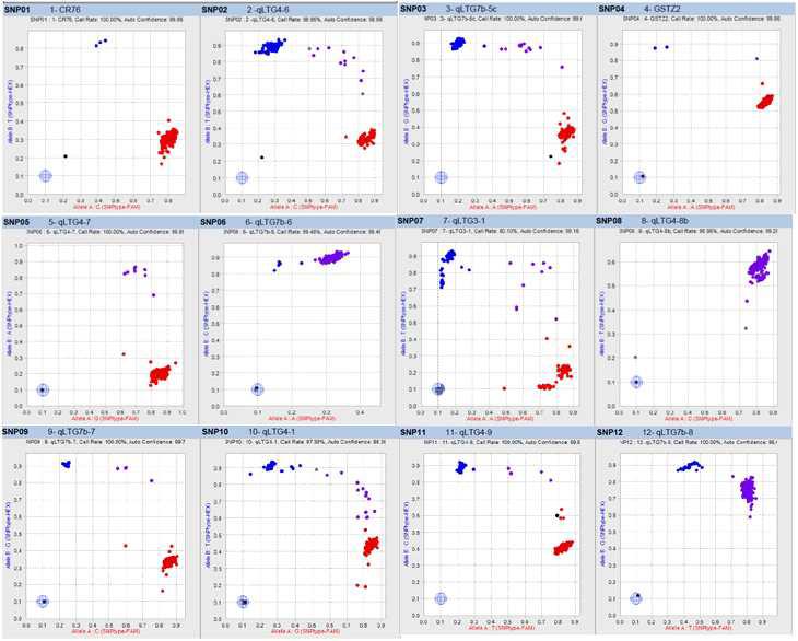 Fluidgm assay에 의한 마커 genotyping 결과 (일부)