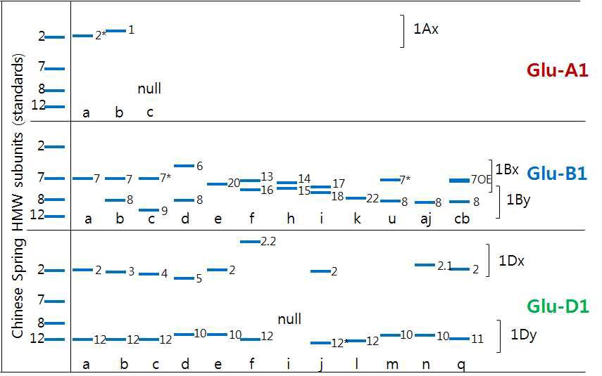 HMW-GS allele SDS-PAGE 밴드 패턴 해석