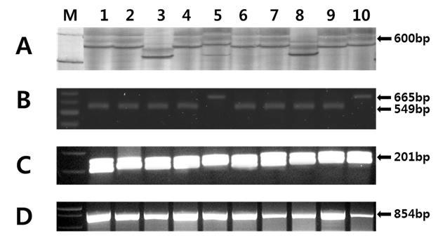 Gel electrophoresis of PCR amplified TaVp-1A (A), TaSdr-B1 (B) and TaPHS1 alleles including promoter (C) and coding sequence region (D) in Korean wheat cultivars. M, molecular size marker; 1, Jinpoom; 2, Milsung; 3, Ol; 4, Geuru; 5, Baekjoong; 6, Cheongkye; 7, Eunpa; 8, Tapdong; 9, Namhae; 10, Hanbaek.