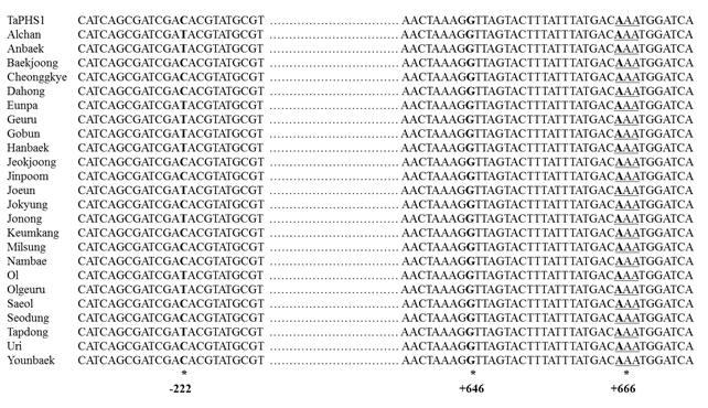 Sequence comparison of haplotype I and II in TaPHS1 allele based on the SNP at position -222 of the promoter region (A) and at position +646 and +666 in coding sequence region (B) of partial sequence of TaPHS1 allele in selected Korean wheat cultivars. * indicate mutation site and SNP among haplotypes of TaPHS1 allele.