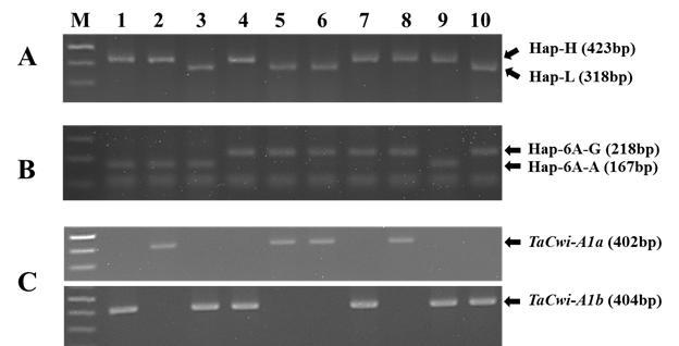 Gel electrophoresis of PCR amplified TaSus2-2B (A), TaGW2-6A (B) and TaCwi-A1 (C) in Korean wheat cultivars. M, molecular size marker; 1, Alchan; 2, Anbaek; 3, Baegjoong; 4, Dahong; 5, Hanbaek; 6, Jokyung; 7, Keumkang; 8, Sukang; 9, Uri; 10. Younbaek
