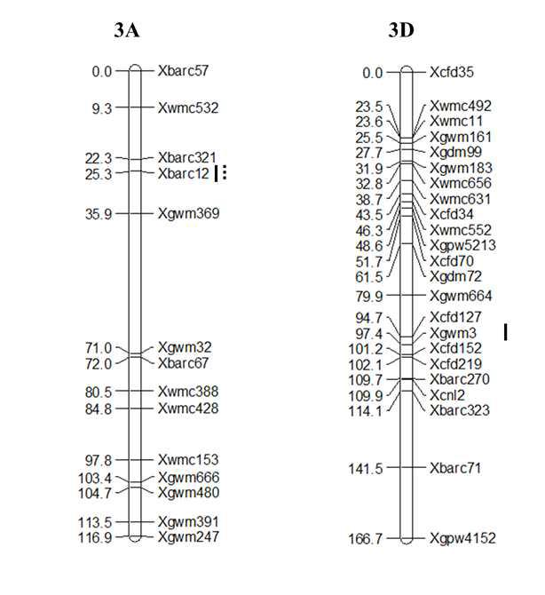 Linkage maps for percentage of pre-harvest sprouting induced by the mist spray (PHS-MS) and germination index (GI) on chromosome 3A and 3D in 122 DH population. Markers are indicated on the right and genetic distances (cM) are indicated on the left. Markers are underlined by line for GI and dotted line for PHS-MS.