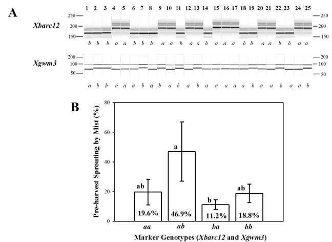 PCR products produced from QIAxcel system of two QTLs, Xbarc12 and Xgwm3 (A) and difference of percentage of pre-harvest sprouting induced by the mist spray (PHS-MS) in Korean wheat cultivars (B). 1, Alchan; 2, Anbaek; 3, Baekjoong; 4, Cheongkye; 5, Dahong; 6, Eunpa; 7, Geuru; 8, Gobun; 9, Jeokjoong; 10, Jinpoom; 11, Joeun; 12, Jokyung; 13, Jonong; 14, Jopoom; 15, Keumkang;16, Milseong; 17, Namhae; 18, Ol; 19, Olgeuru; 20, Saeol; 21, Seodun; 22, Sukang; 23, Tapdong; 24, Uri; 25, Younbaek. a and b represent homozygous to Keumkang and Olgeuru genotypes, respectively, and QTLs order is Xbarc12 and Xgwm3. Error bar denotes standard error. Different letters, a and b, indicate significant difference at P < 0.05.
