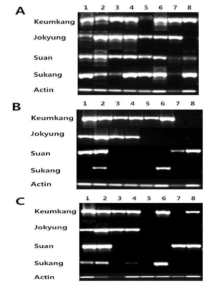 cDNA expression of TaPHS (A), Vp-1A (B) and Vp-1B of Keumkang, Jokyung, Suan and Sukang. 1 - 8 indicate harvest day; 1; 21 May; 2, 26 May; 3, 31 May; 4, 1 June; 5, 3 June; 5, 1 June; 7, 1 June; 8, 9 June.