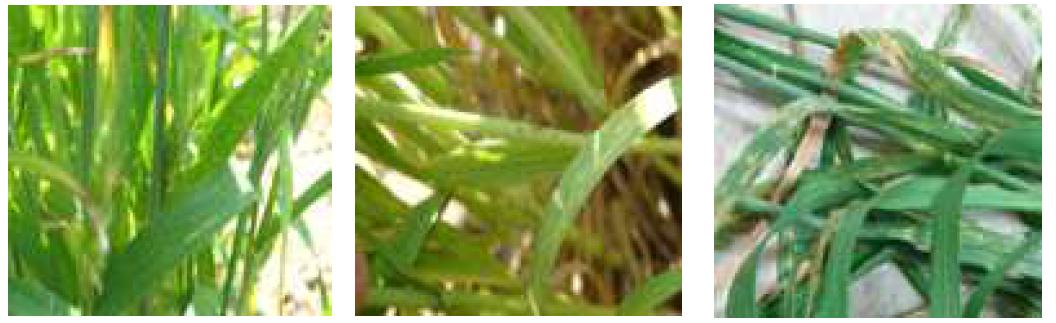 Alternaria(Alternaria leaf blight)에 의한 잎의 마름 증상