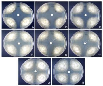약제별 잎집눈무늬병원균(Rhizoctonia cerealis)의 PDA 배지상에서의 생육 억제 효과. A : Hexaconazole, B : Tebuconazole, C : Pencycuron+Tebuconazole, D : Fenbuconazole+Thifluzamide, E : Pyraclostrobin, F : Trifloxystrobin, G : Pencycuron, H : control(멸균 증류수).