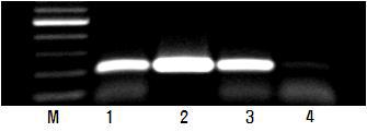 XSTS3B-80 분자마커의 DNA 패턴