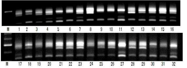 XSTS3B-138 분자마커의 DNA 패턴