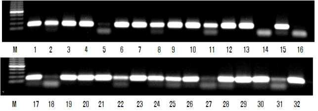 XSTS3B-142 분자마커의 DNA 패턴