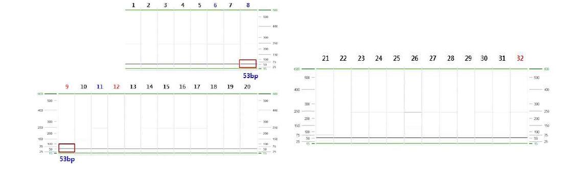 XSTS3B-194 분자마커의 DNA 패턴