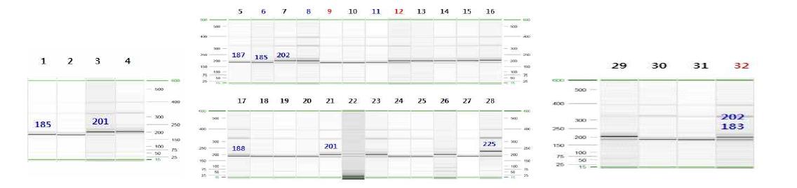Xbarc12 분자마커의 DNA 패턴