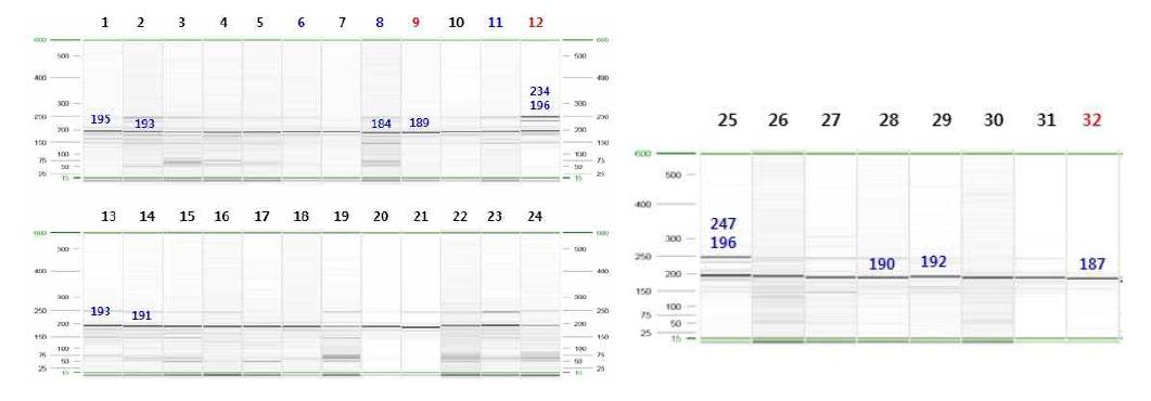 Xbarc20 분자마커의 DNA 패턴