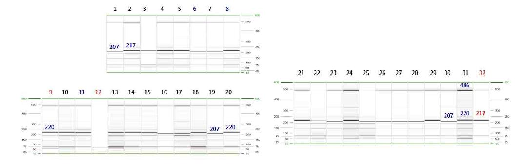Xbarc186 분자마커의 DNA 패턴