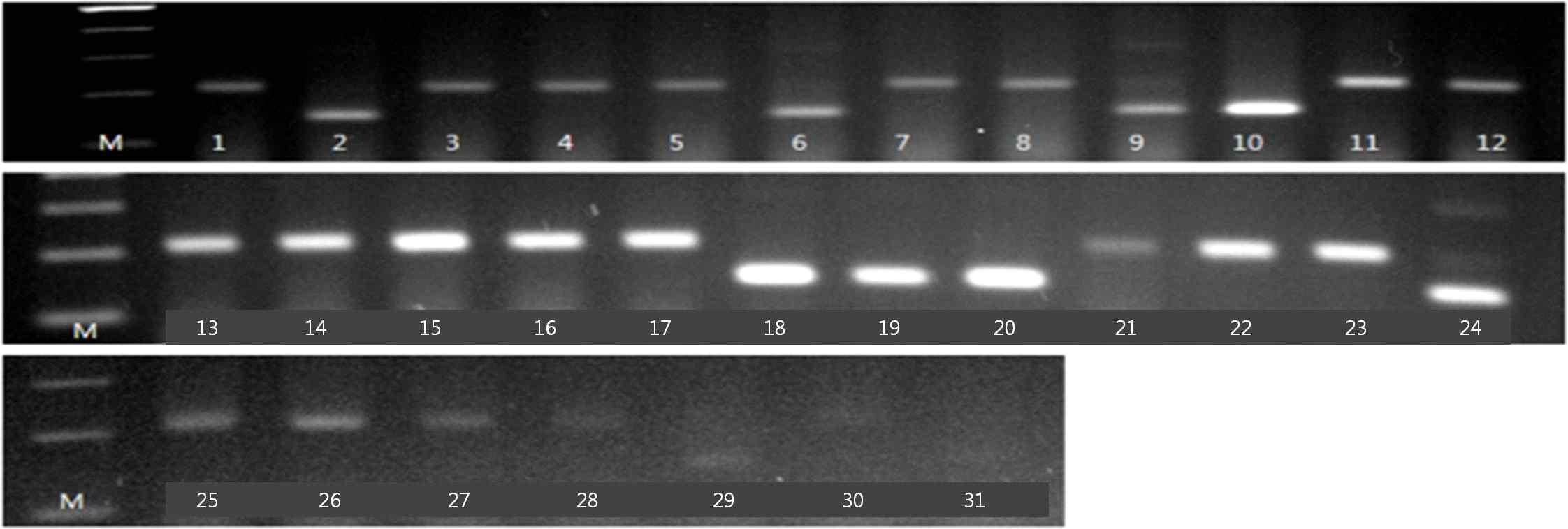 Xgwm493 분자마커의 DNA 패턴