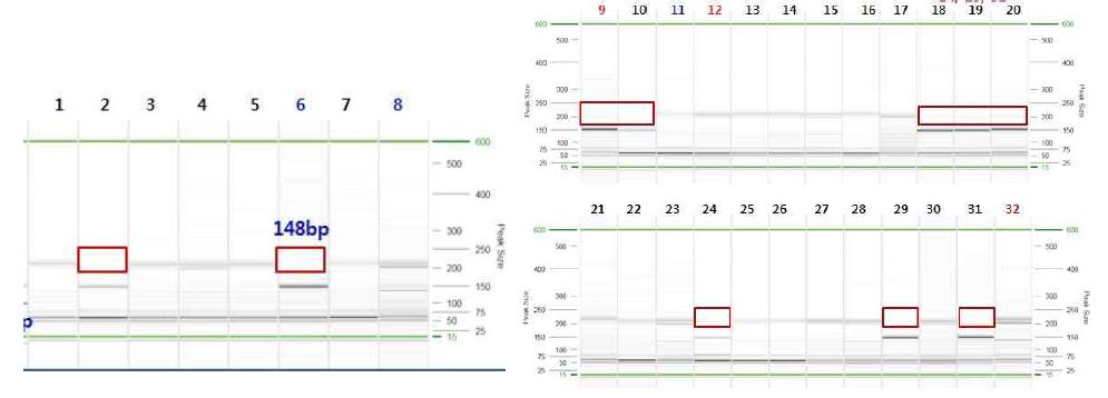 Xgwm493 분자마커의 DNA 패턴 2반복