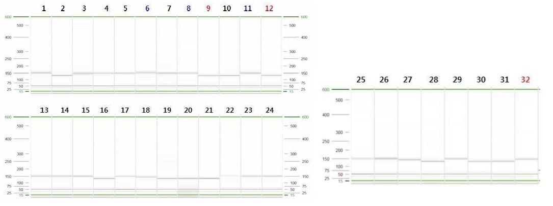 Xgwm566 분자마커의 DNA 패턴