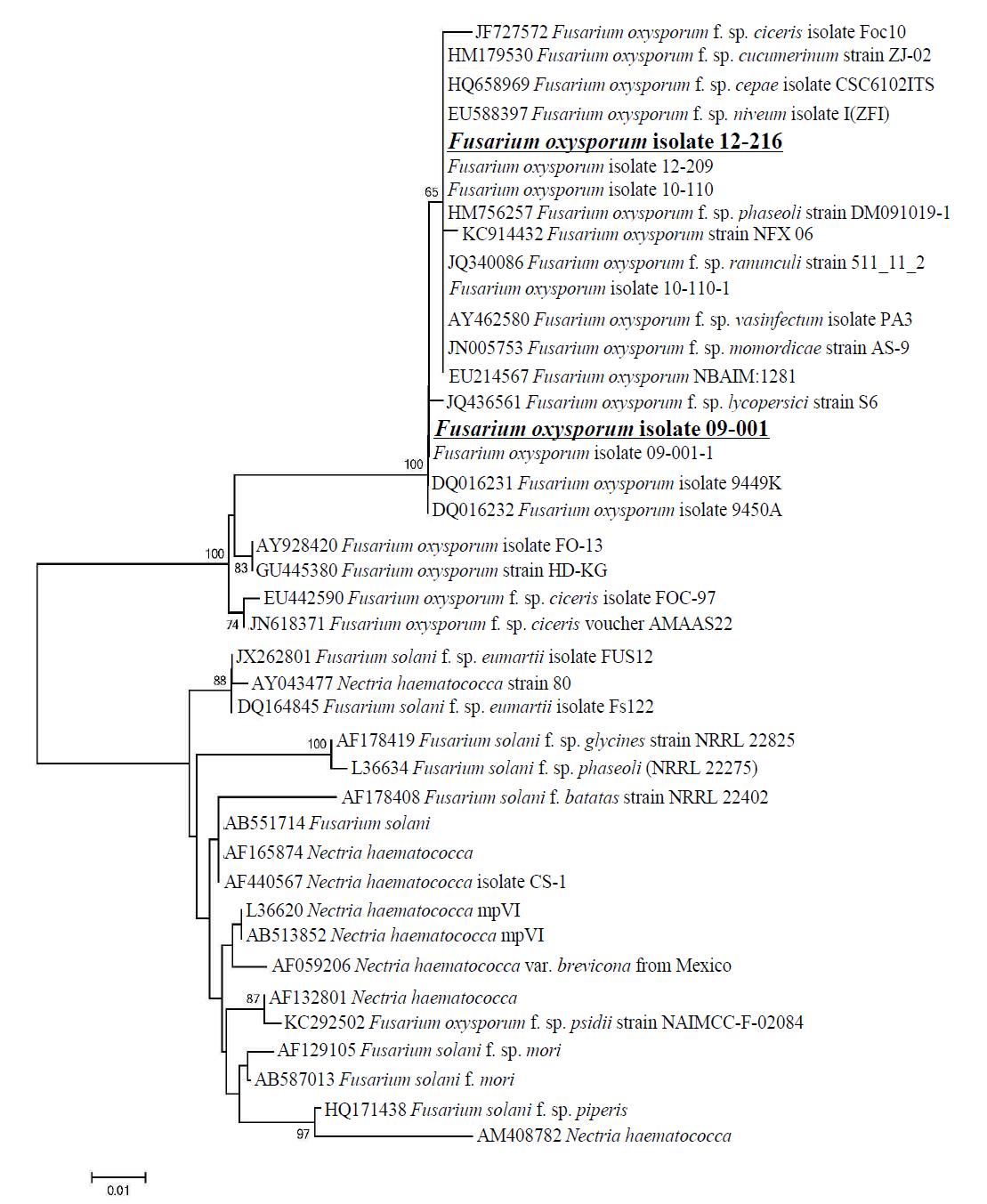 상추에서 분리한 Fusarium oxysporum isolates (12-216, 09-001) 균주의 ITS 시퀀싱에 기초한 Phylogenetic tree